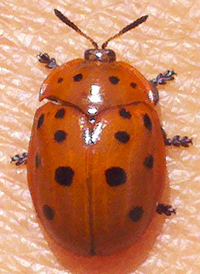 Argus Tortoise Beetle